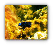 Fondo marino